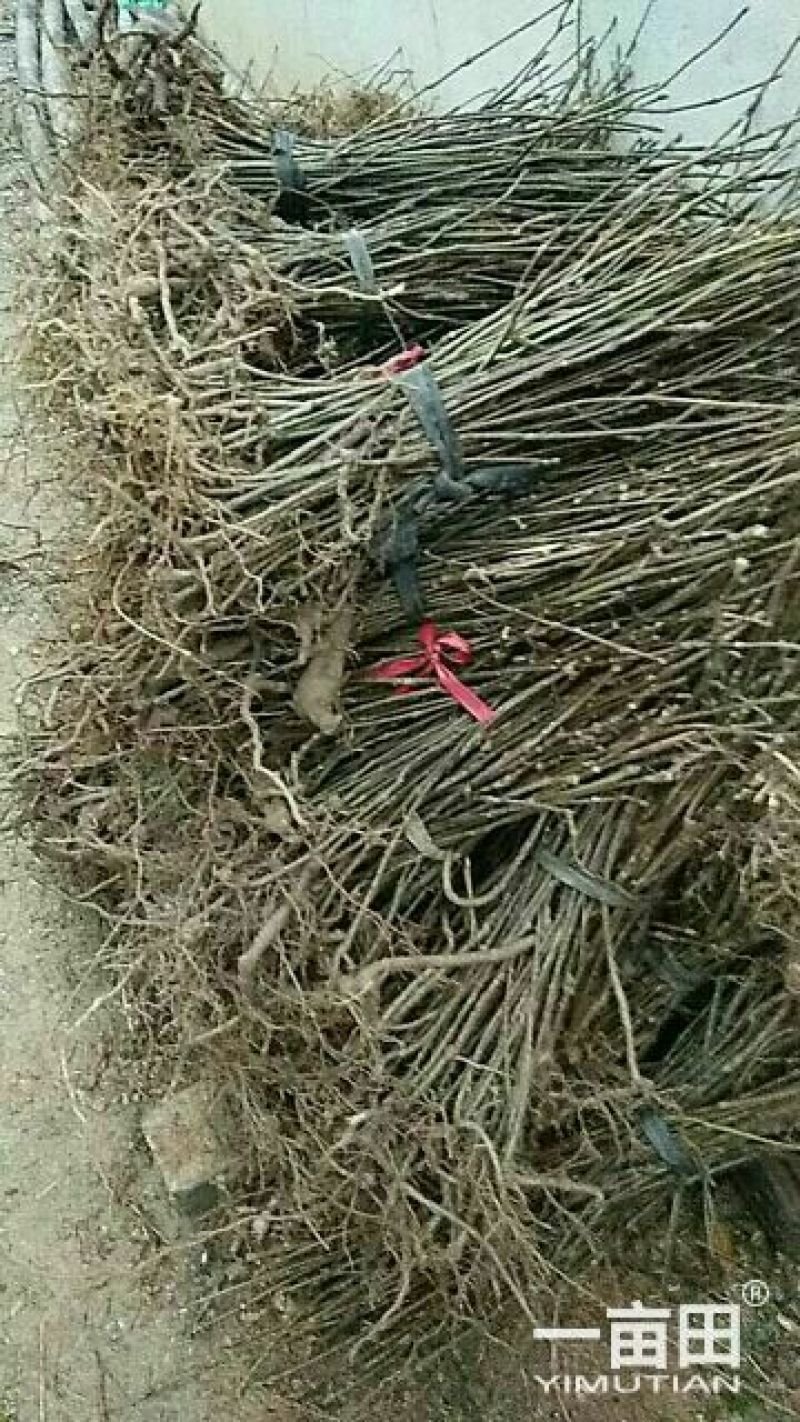 吴茱萸苗50~80cm