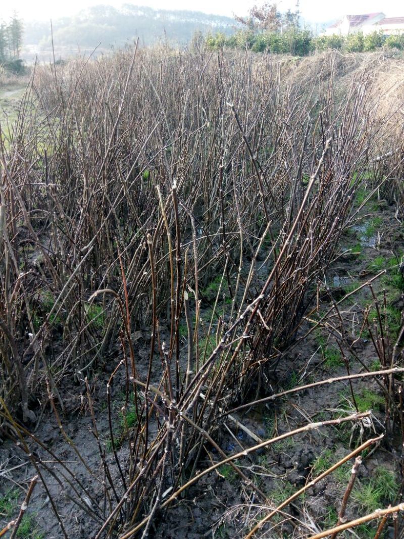 吴茱萸苗50~80cm
