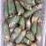青萝卜0.2~1斤起