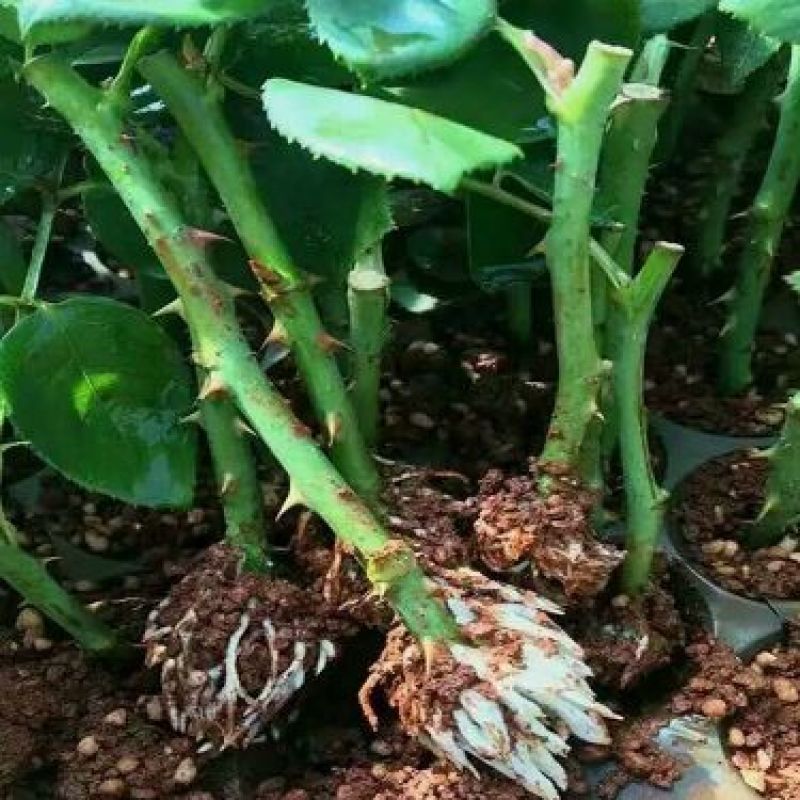 红玫瑰苗卡罗拉500棵花卉盆景全年长期有货批