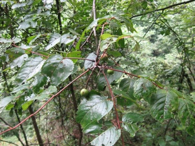 南酸枣干枣通货
