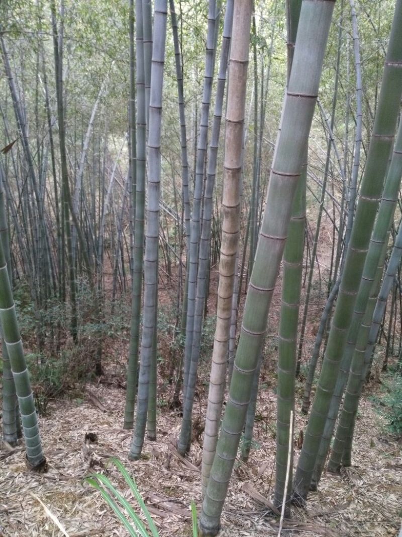 毛竹自己家山的，可代加工