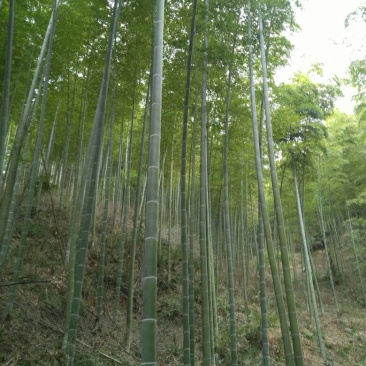 毛竹自己家山的，可代加工