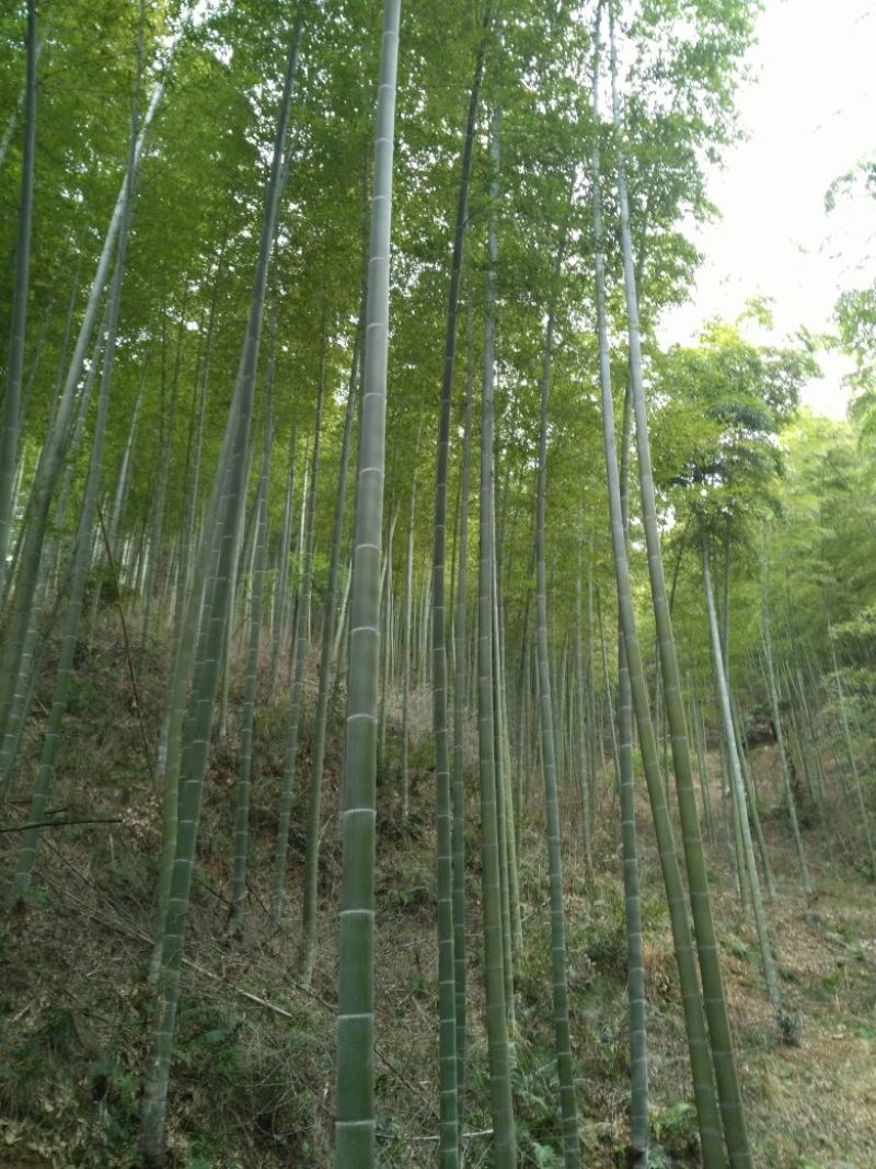 毛竹自己家山的，可代加工