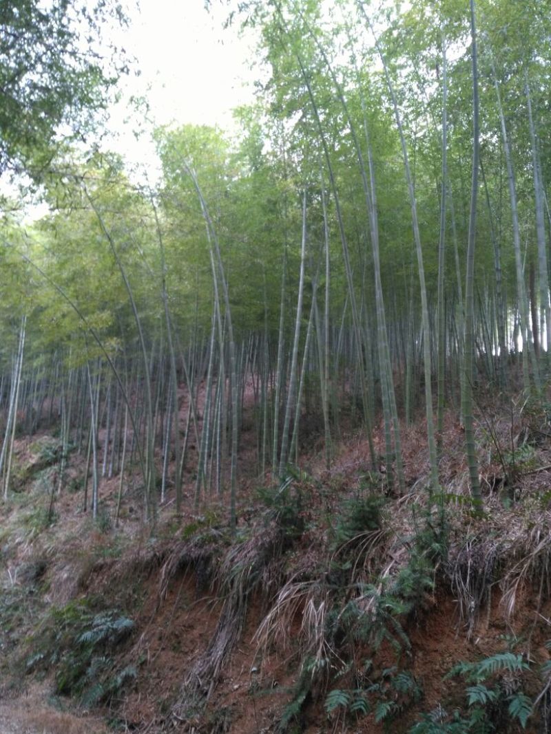 毛竹自己家山的，可代加工
