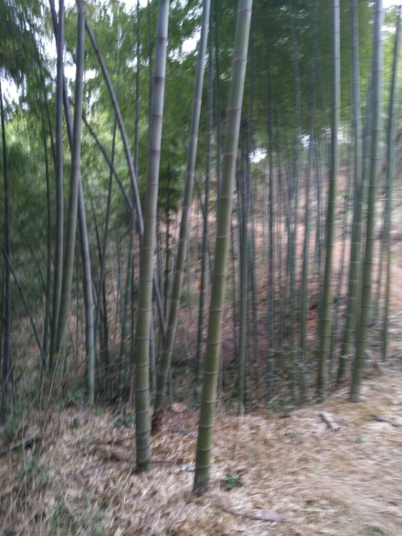 毛竹自己家山的，可代加工