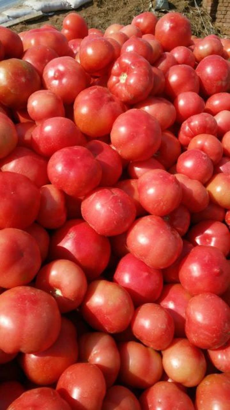 硬粉西红柿弧二以上硬粉通货