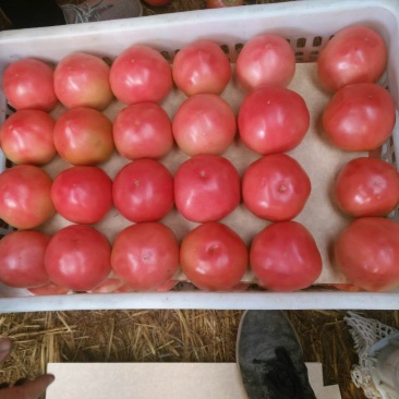 硬粉西红柿弧二以上硬粉通货