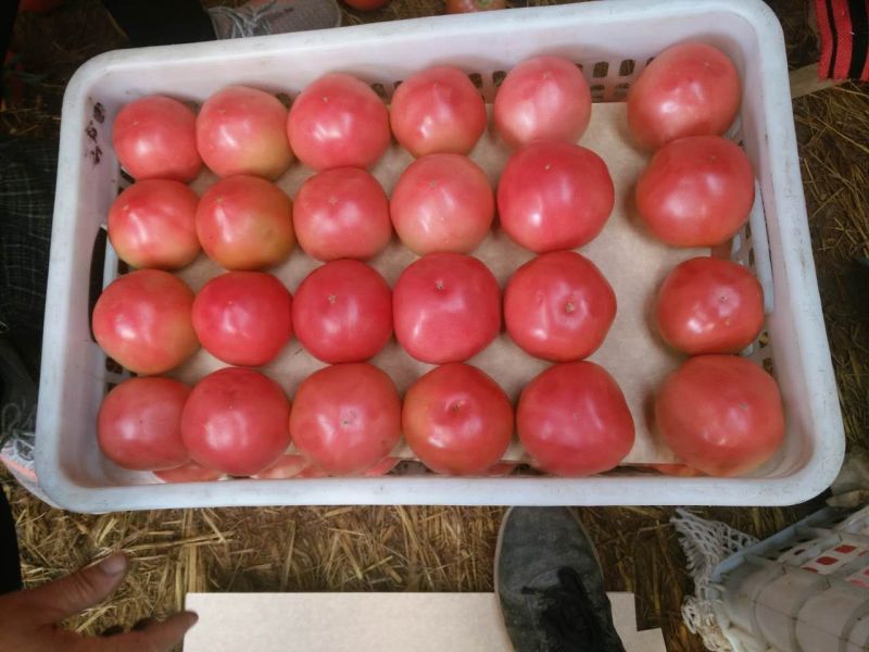 硬粉西红柿弧二以上硬粉通货
