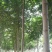 速生白蜡8~10cm6~8cm