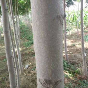 速生白蜡8~10cm6~8cm