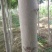 速生白蜡8~10cm6~8cm