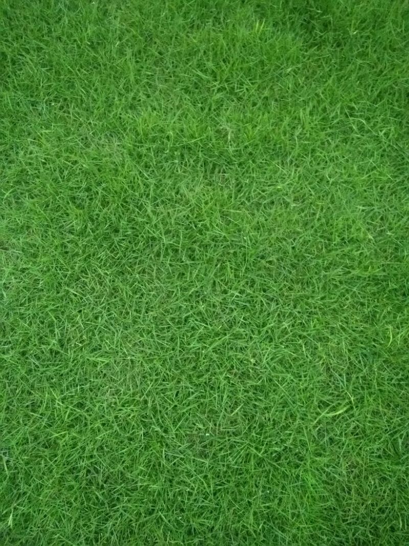 草皮