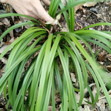 蕙兰不含盆