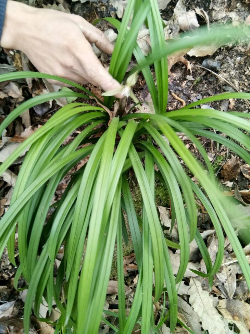 蕙兰不含盆