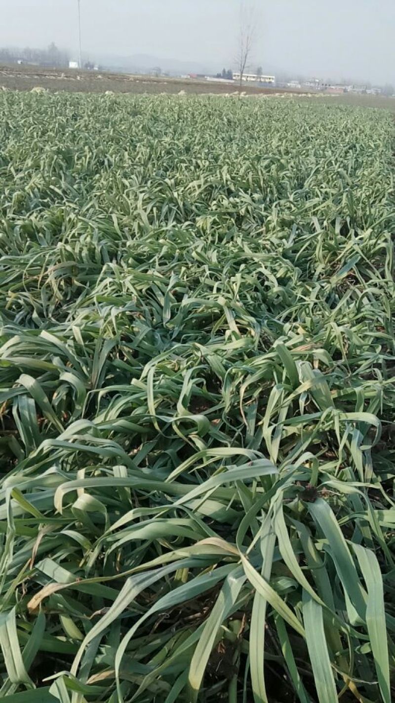 红根蒜苗20至40公分