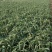 红根蒜苗20至40公分