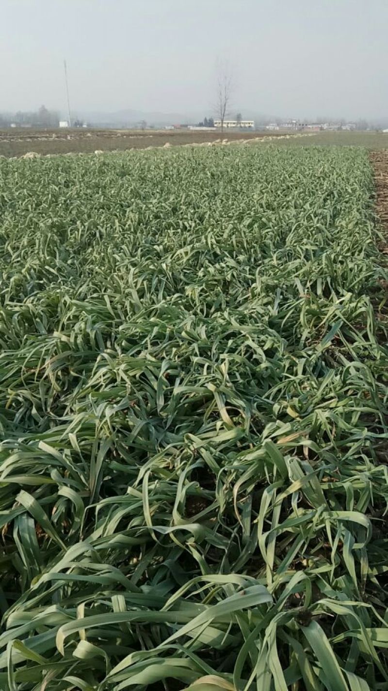 红根蒜苗20至40公分