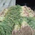 红根蒜苗20至40公分