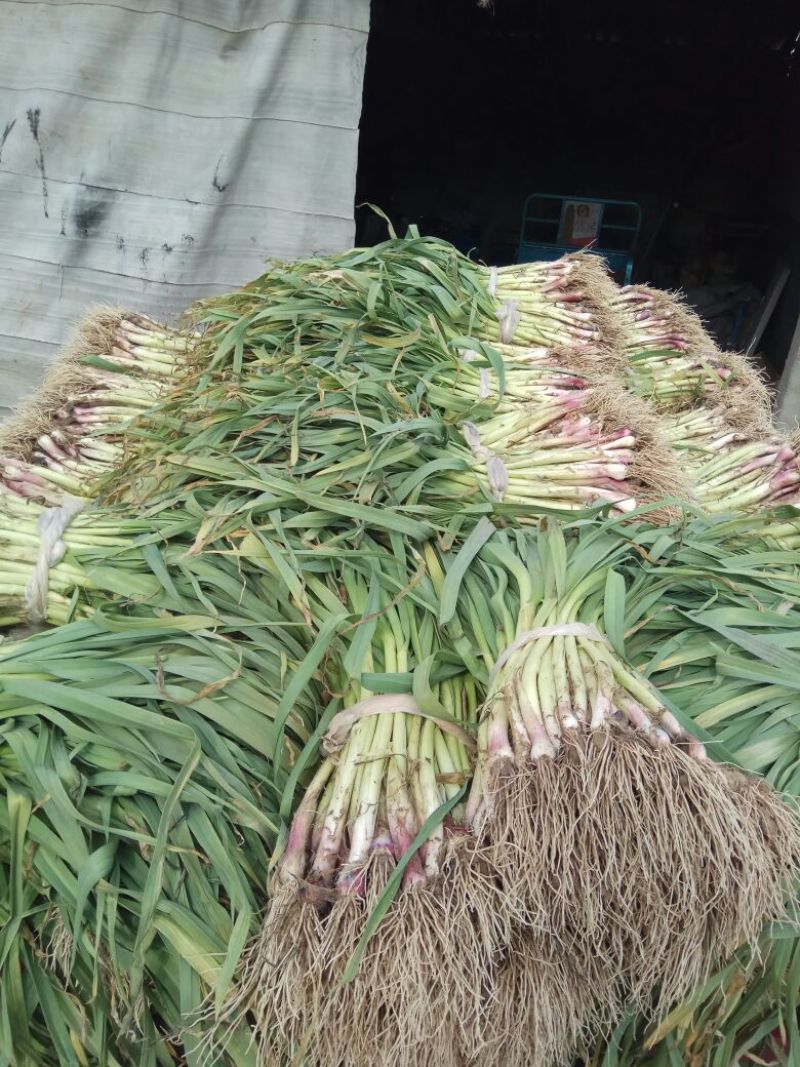 红根蒜苗20至40公分