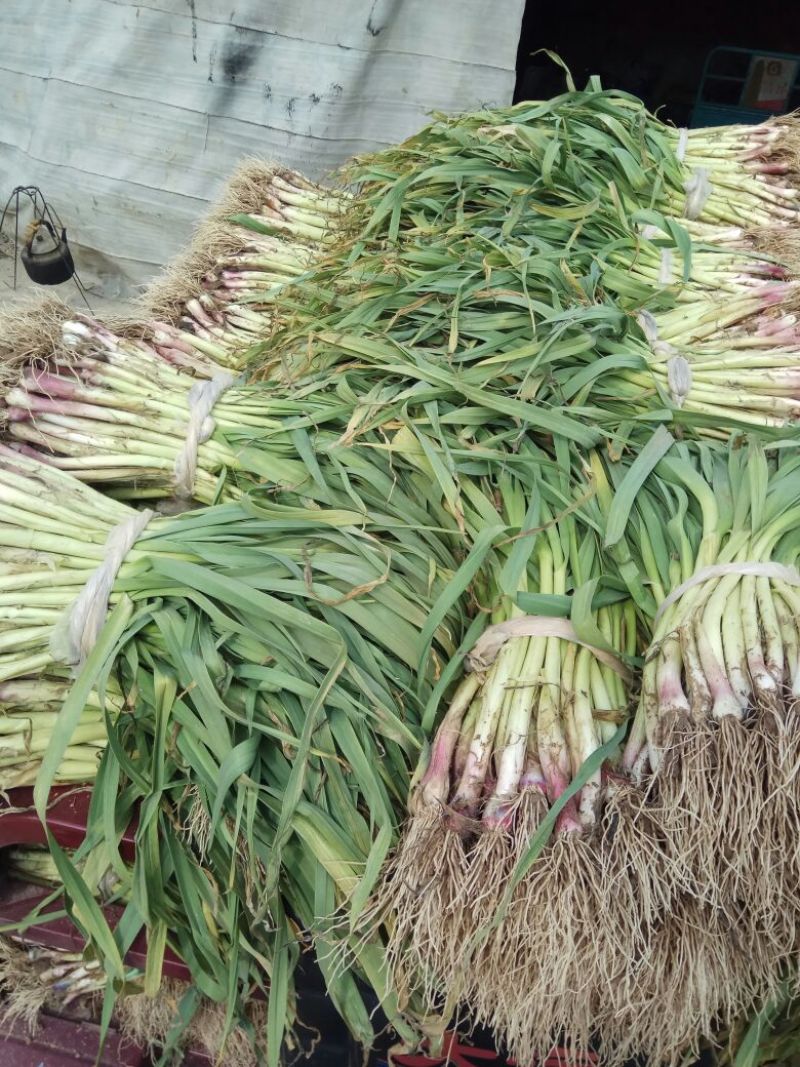 红根蒜苗20至40公分