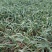 红根蒜苗20至40公分