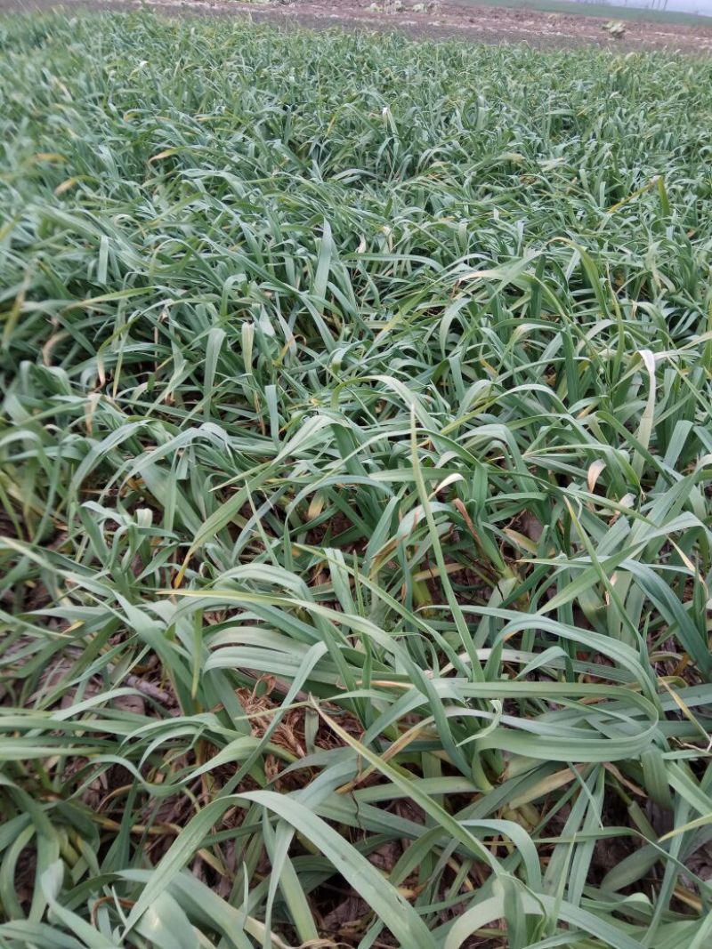 红根蒜苗20至40公分