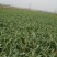 红根蒜苗20至40公分