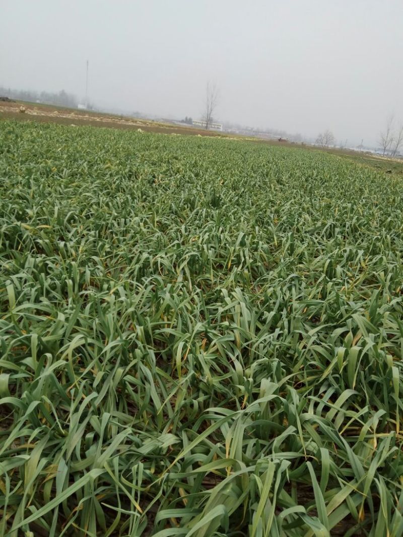 红根蒜苗20至40公分