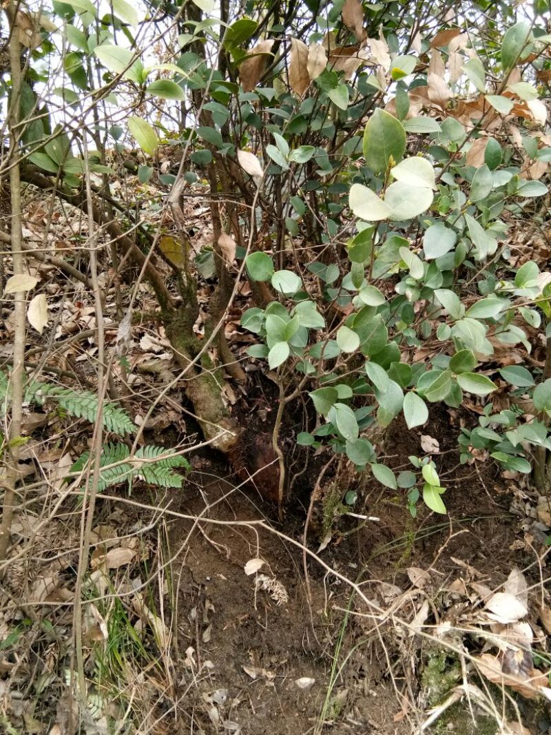 山茶树20cm以上20cm以上0.5~1m