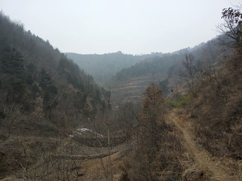落叶松4~4.5m