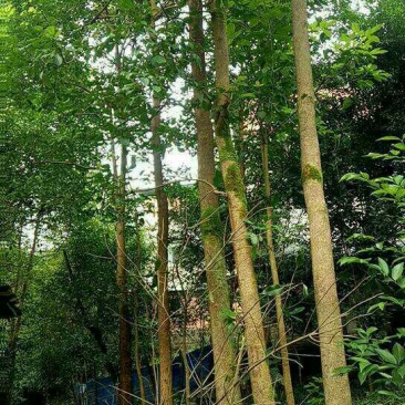 重阳木5~8m，三叶树，，，，，，