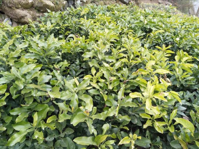 红心蜜柚苗0.5~0.8cm0.5~0.8m