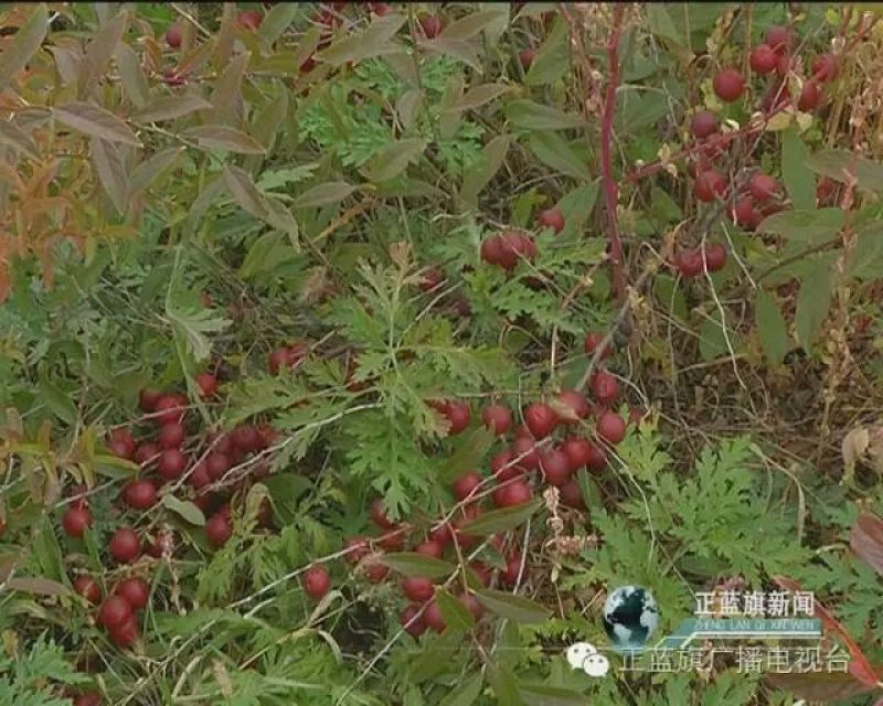 钙果苗