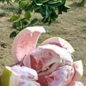 柚子，红心柚，自家果园自产红柚，不干不柴，口感好甜度高