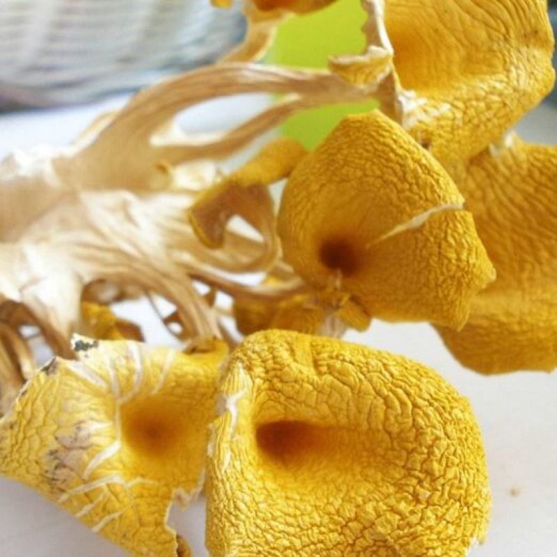 鸡油菌