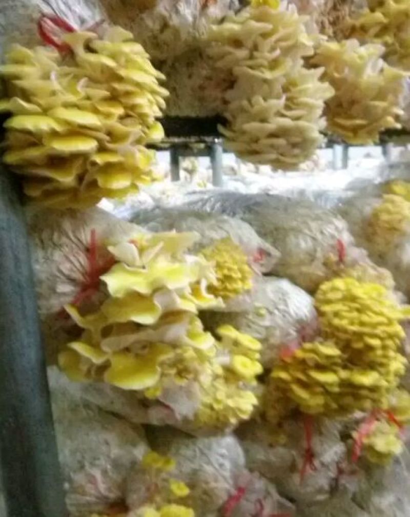鸡油菌