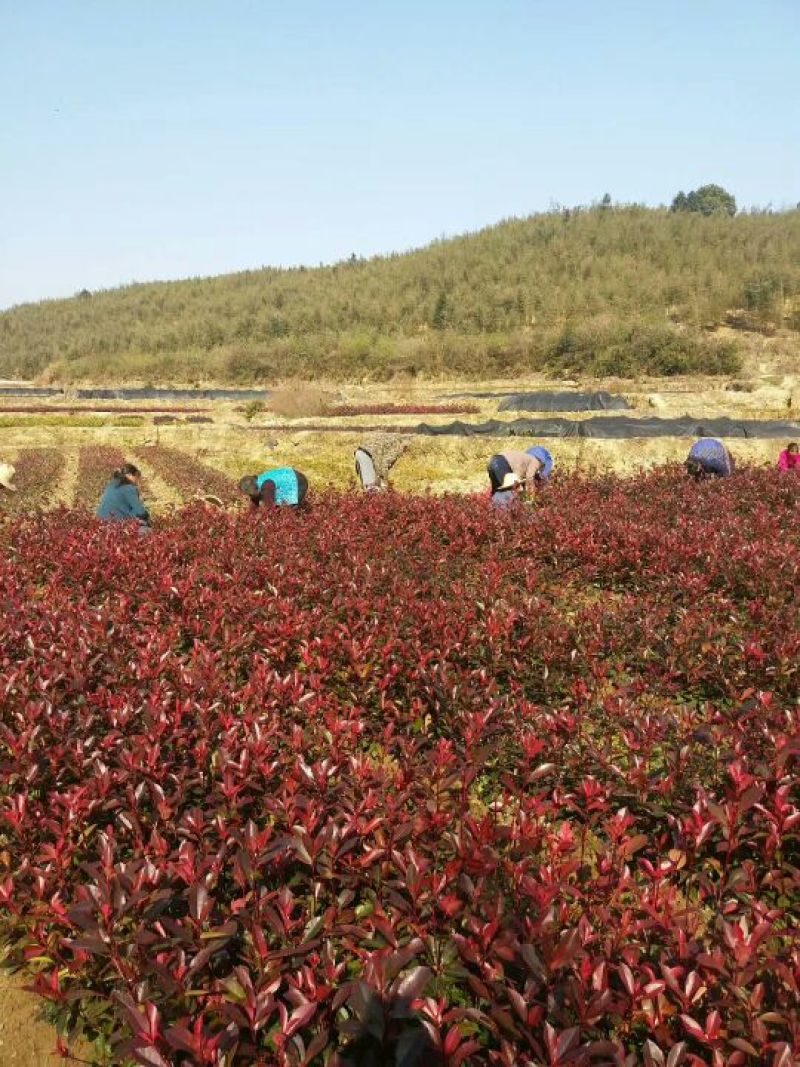 3O一50公分红叶石楠苗石楠小苗火焰红罗宾包邮，基地直销