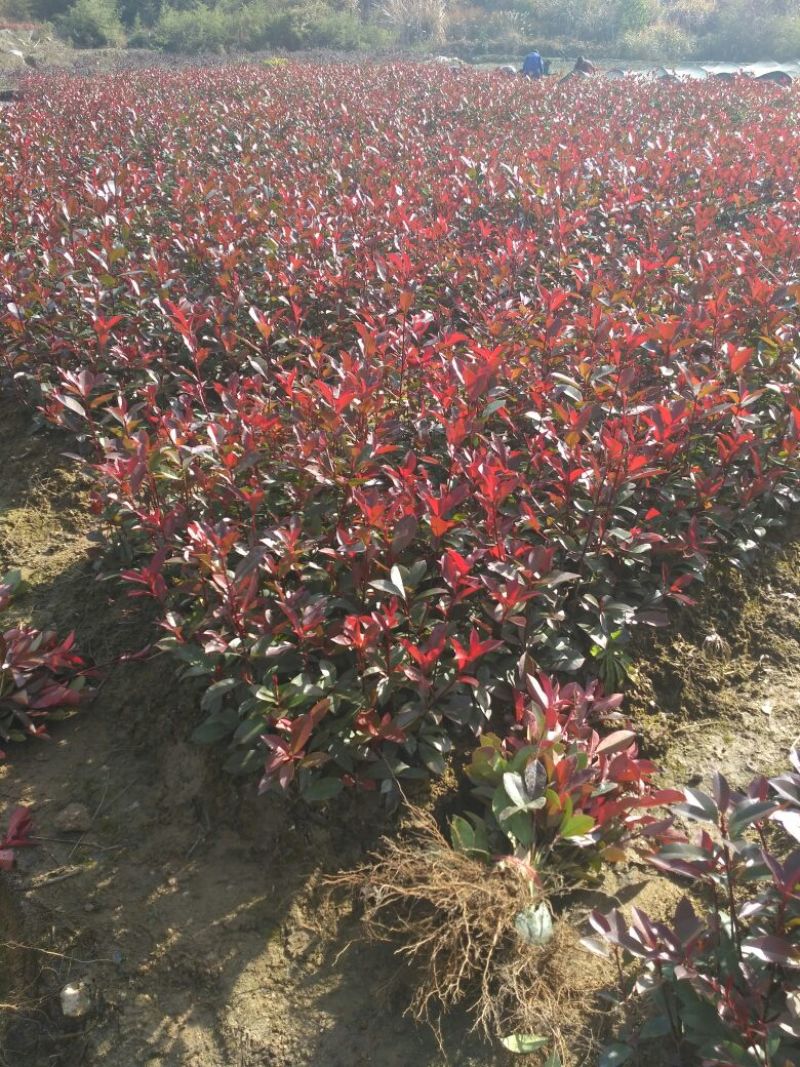 3O一50公分红叶石楠苗石楠小苗火焰红罗宾包邮，基地直销