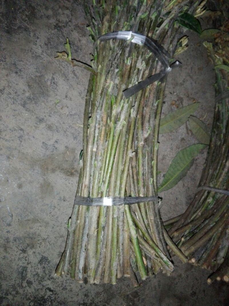 大五星枇杷苗，嫁接用的惠条（枝条）