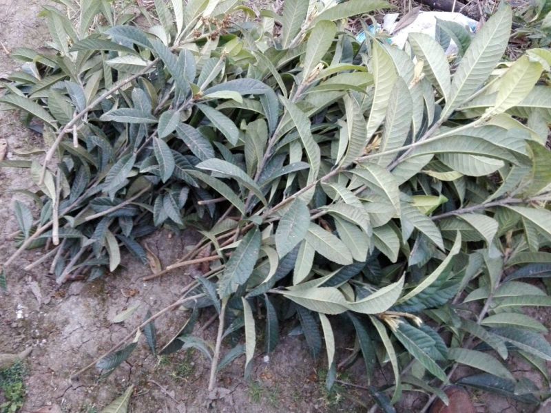 大五星枇杷苗，嫁接用的惠条（枝条）