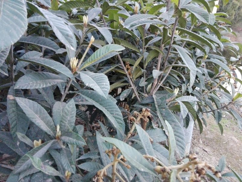 大五星枇杷苗，嫁接用的惠条（枝条）