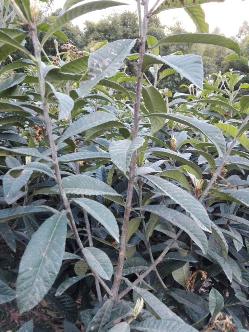 大五星枇杷苗，嫁接用的惠条（枝条）