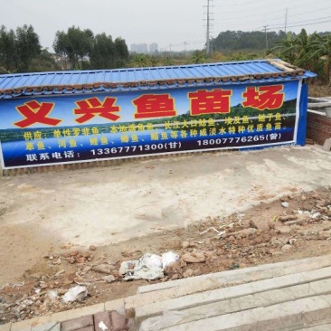 鲫鱼鱼苗