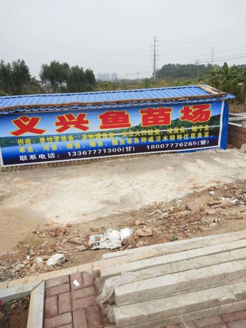 鲫鱼鱼苗