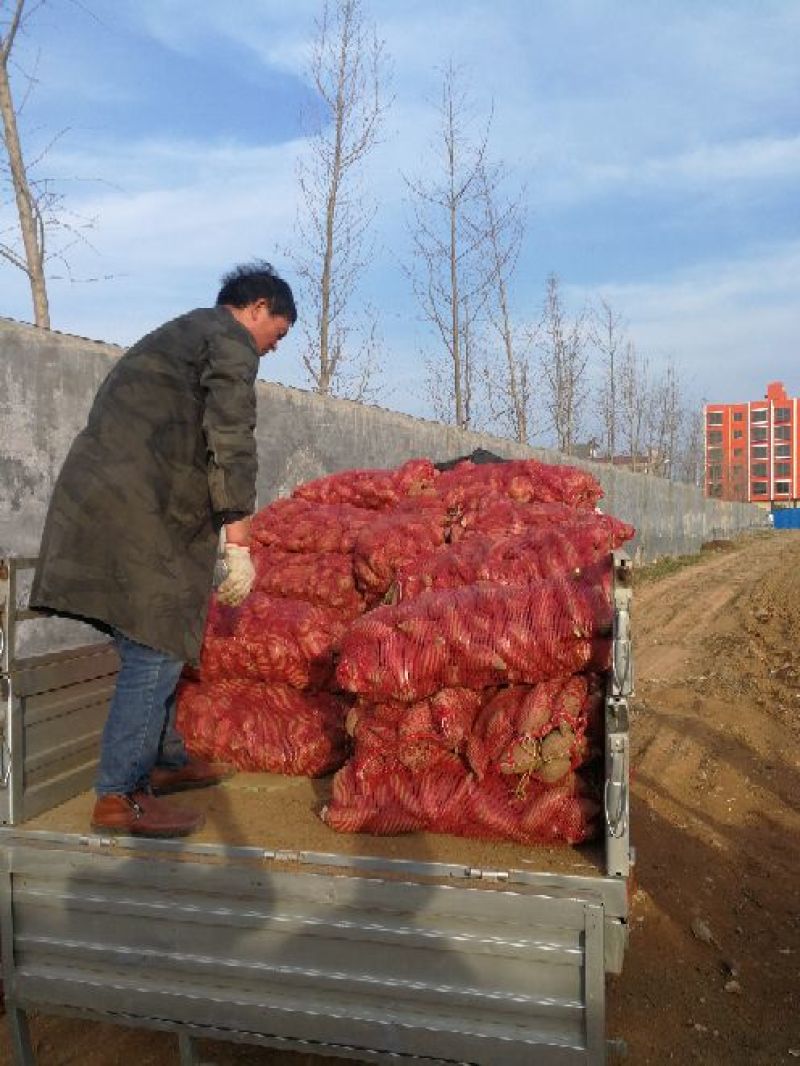 红薯3两以上商品薯种薯商薯十九、西瓜红、玛莎丽