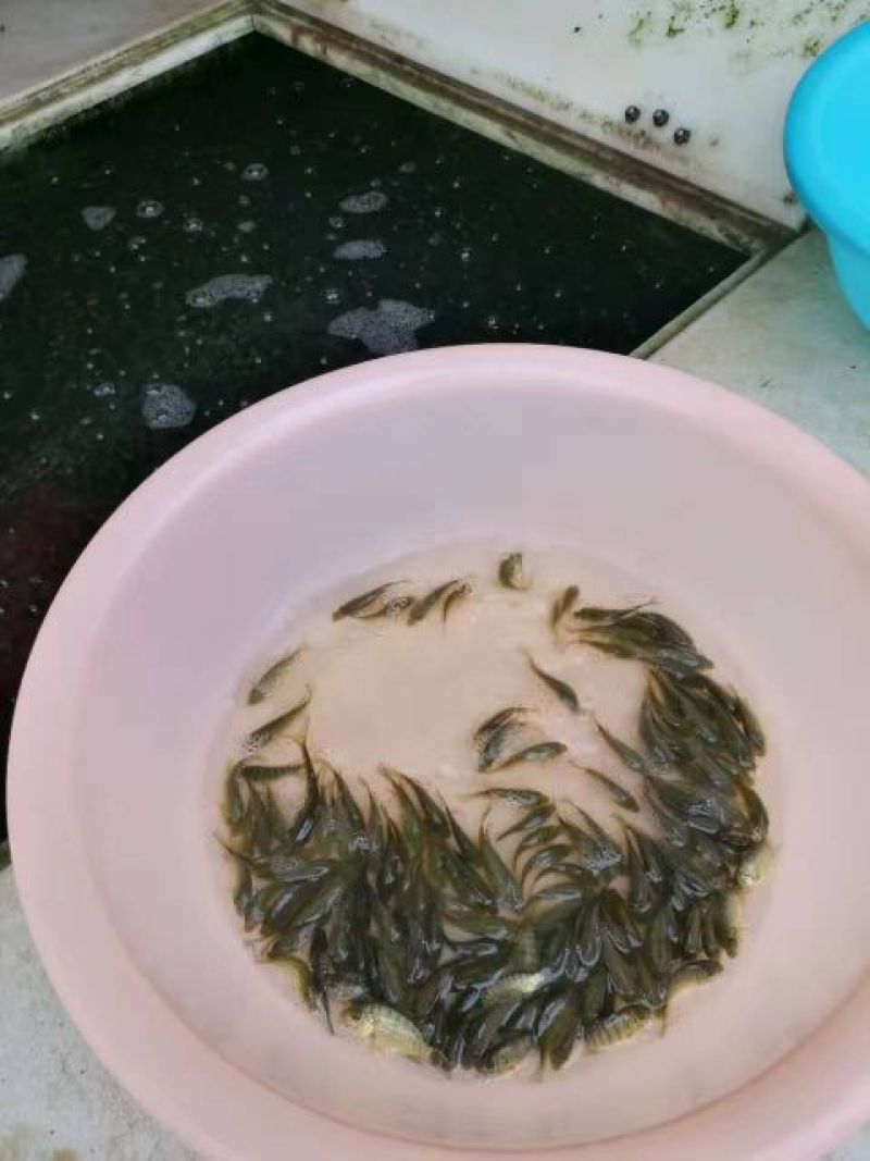 罗非鱼供应水花朝苗