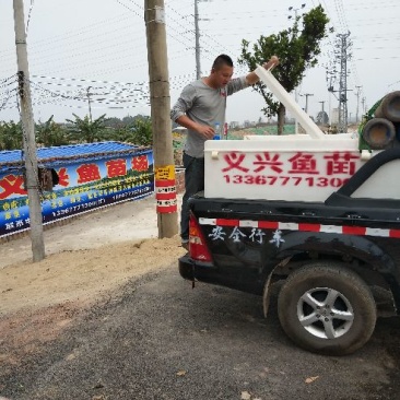 罗非鱼供应水花朝苗