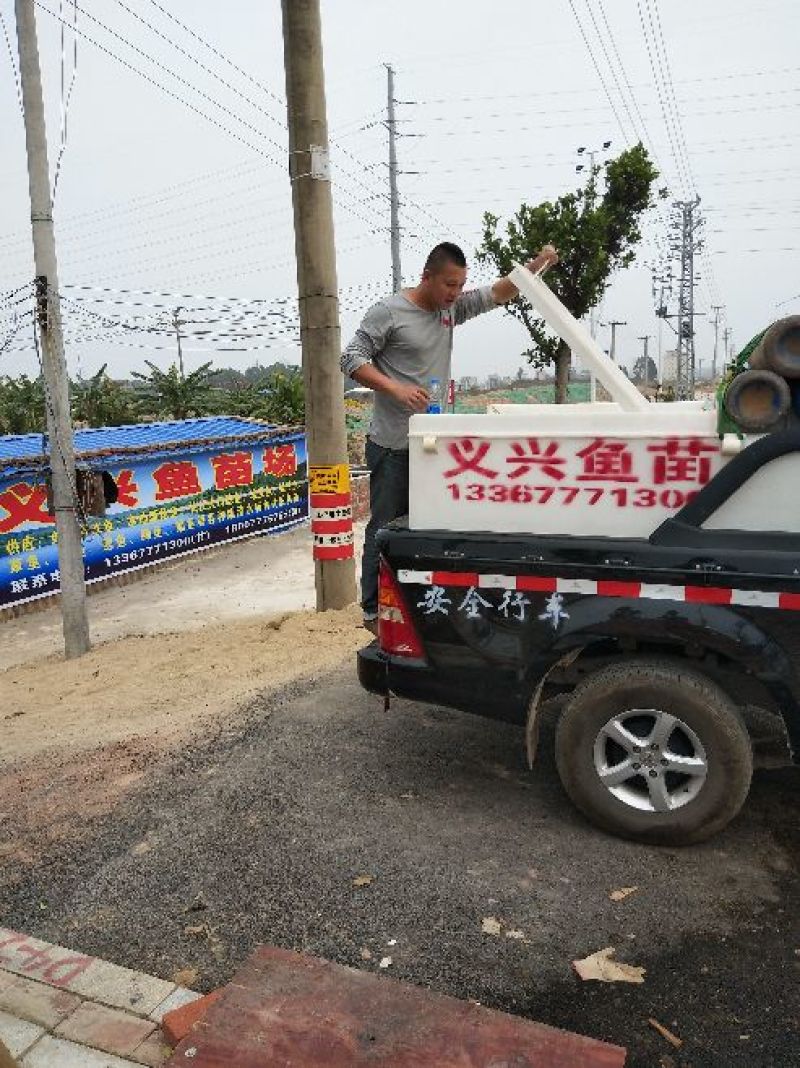 罗非鱼供应水花朝苗