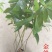 楠木苗金丝楠木树苗名贵苗木正宗金丝楠木树苗小叶桢楠